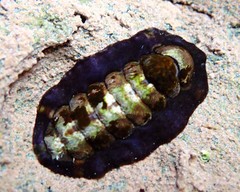 Onithochiton quercinus