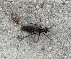 Anabarhynchus maritimus