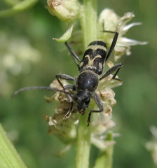 Chlorophorus figuratus