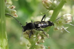 Chlorophorus figuratus