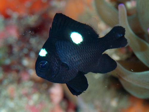 Three-spot Dascyllus