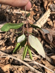 Lonicera sempervirens