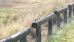 Malurus cyaneus