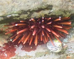 Heliocidaris tuberculata
