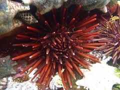 Heliocidaris tuberculata