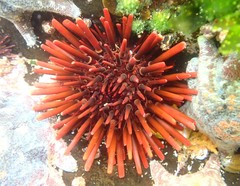 Heliocidaris tuberculata