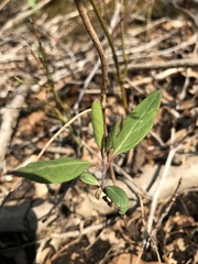 Lonicera sempervirens