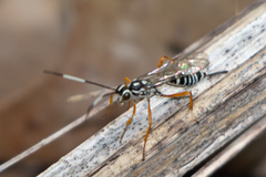 Agonocryptus discoidaloides