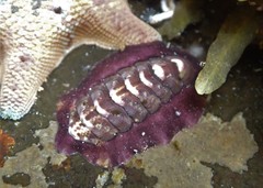 Onithochiton quercinus