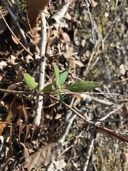 Lonicera sempervirens