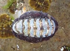 Onithochiton quercinus
