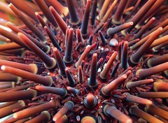 Heliocidaris tuberculata