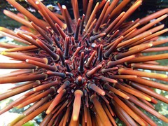 Heliocidaris tuberculata