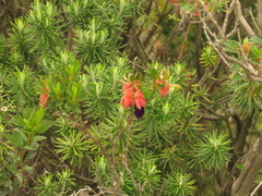 Brachyotum strigosum