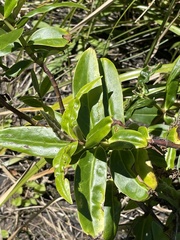 Veronica stricta macroura