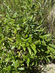 Veronica stricta macroura