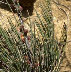 Allocasuarina nana