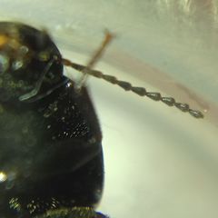 Tenebrionidae