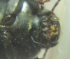 Tenebrionidae