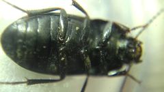 Tenebrionidae