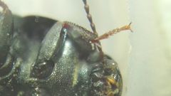 Tenebrionidae