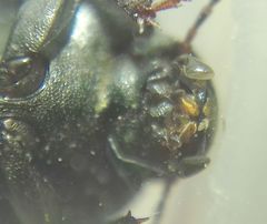 Tenebrionidae