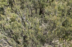 Allocasuarina nana