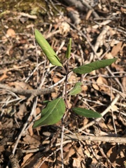 Lonicera sempervirens