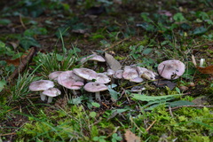 Russula cavipes
