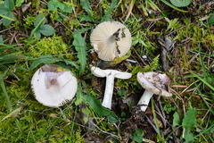 Russula cavipes
