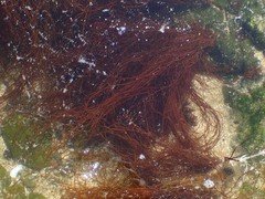 Gracilariopsis