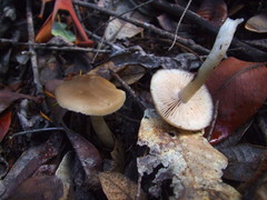 Entoloma acutipes