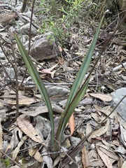 Dianella prunina