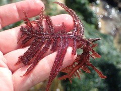 Neoptilota densa