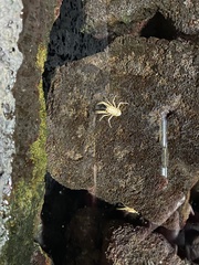 Munidopsis polymorpha