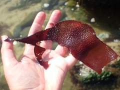 Chondracanthus