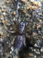 Amaurobioides