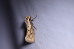 Acrolophus mortipennella