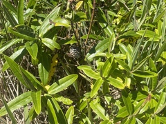Veronica stricta macroura