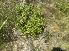 Veronica stricta macroura