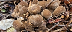 Lycoperdon perlatum