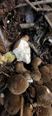 Lycoperdon perlatum