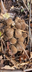 Lycoperdon perlatum
