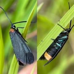 Pollanisus subdolosa