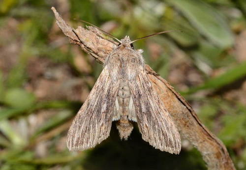 Cucullia tecca · iNaturalist