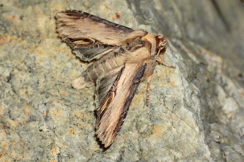 Shargacucullia notodontina
