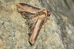 Shargacucullia notodontina