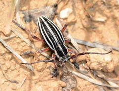 Dorcadion turkestanicum
