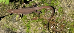 Podarcis siculus