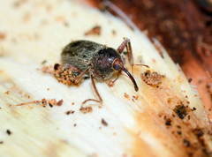 Rodotymus dentimanus